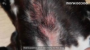 Pet Skin Treatment for dogs Galis Ng Aso Gamot Dog Skin Disease Treatment for Tick and Flea