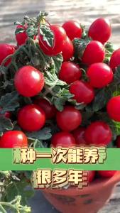 Potted Red Pearl Cherry Tomatoes: A Complete Guide to Growing Vegetables and Tomatoes in Courtyards and Balconies