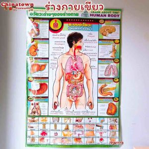 โปสเตอร์ ระบบร่างกายเขียว Poster นวด นวดแผนไทย ฤษีดัดตน กดจุดรักษาโรค การนวดกดจุด ลมปราณ ไม้กดจุด กัวซา นวดแผนโบราณ