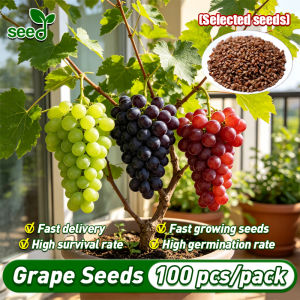 [Selected Seeds ] High Yield Dwarf Grape Seeds for Planting Fruit Plants Seeds (Fast Growing 100pcs) Bonsai Tree Seeds Dwarf Fruit Bearing Trees Balcony Fruits Seeds Real Fruit Bearing Tree Seeds Indoor Plants Grape Seedling Garden Fruits Vegetables Seeds