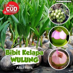 BIBIT TANAMAN KELAPA WULUNG 🌱Memiliki Ukuran Yang Sedang Kelapa ini Bisa Obat Buat Untuk Penyakit. Silakan Dicekout Pemesanan Bisa COD Bayar Ditempat Yuk Diorder kak