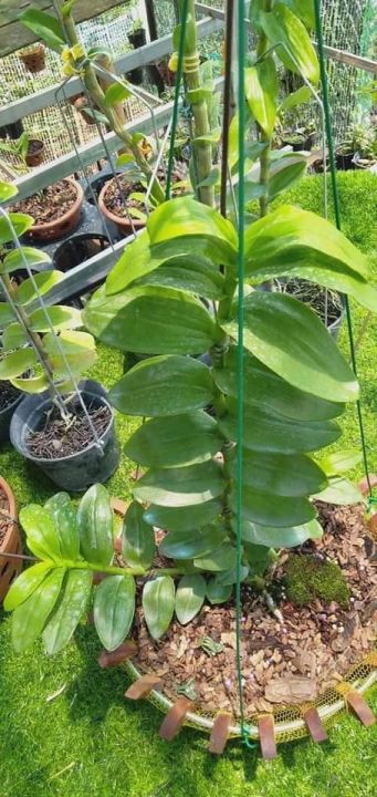 Phi%20%C4%91i%E1%BB%87p%20L%C3%81%20M%C3%8DT%20PH%C3%9A%20TH%E1%BB%8C,%20ki%20to,%20l%C3%A1%20to%20%20kh%E1%BB%8Fe,%20c%E1%BA%AFt%20t%E1%BB%AB%20th%C3%A2n%20m%E1%BA%B9,%20hoa%20%C4%91%E1%BA%B9p%20hi%E1%BA%BFm%20-%20Image%202