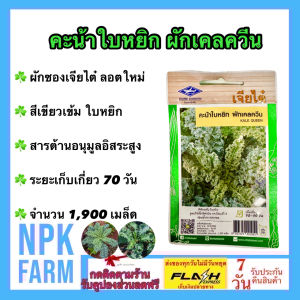 เจียไต๋ คะน้าใบหยิก ผักเคลควีน หมดอายุ 12/2569 จำนวน 1900 เมล็ด/ซอง สีเขียวเข้ม ใบหยิก มีสารอาหารสูง ระยะเก็บเกี่ยว 70 วัน