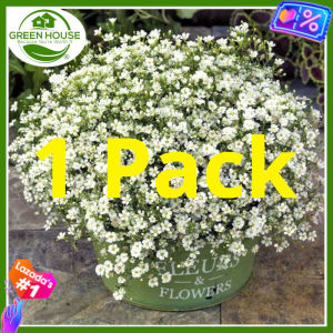 Green House® - Gypsophila Flower Seeds mixed colors (9 Seeds) Pure Variety incl. Instruction