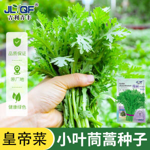 Small leaved chrysanthemum seeds 小叶茼蒿种子 光杆皇帝菜 四季蔬菜种子  light stem emperor vegetables seasonal vegetable seeds