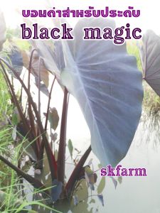 seeds บอนดำแบล็คเมจิก(Black magic)บอนต้นม่วงบอนต้นดำบอนประดับปลูกง่ายโตไวสำหรับประดับสวนสูง20-30เซ็นติเมตร