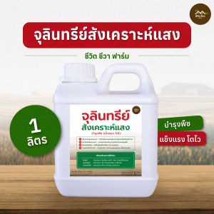 จุลินทรีย์สังเคราะห์แสง PSB 1 ลิตร ช่วยให้พืชผักโตเร็ว ต้นใหญ่ น้ำหนักเยอะ