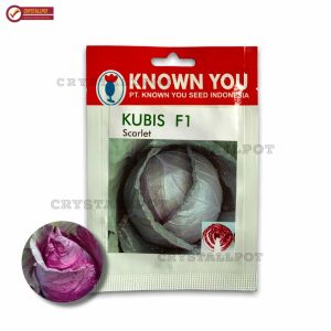 Benih Bibit Kubis Ungu Scarlet F1 Known You Seed - KYS KUBIS UNGU SCARLET F1