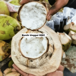Bibit Kelapa Kopyor Asli