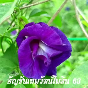 เมล็ดอัญชัน เทพรัตน์ไพลิน 63 จำนวน 100 เมล็ด