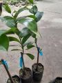Cây giống Mãng Cầu Xiêm Thái ( mãng cầu gai), cây giao như ảnh chụp. 
