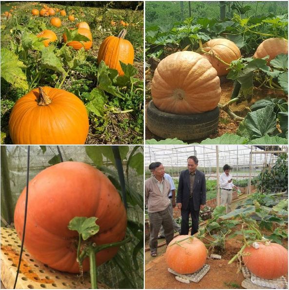 "Gói 5 Hạt " Hạt giống bí đỏ - Bí Ngô KHỔNG LỒ