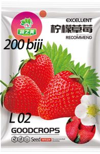 PROMO!!! benih buah stroberry merah jumbo // benih buah stroberry putih manis pol kemasan original