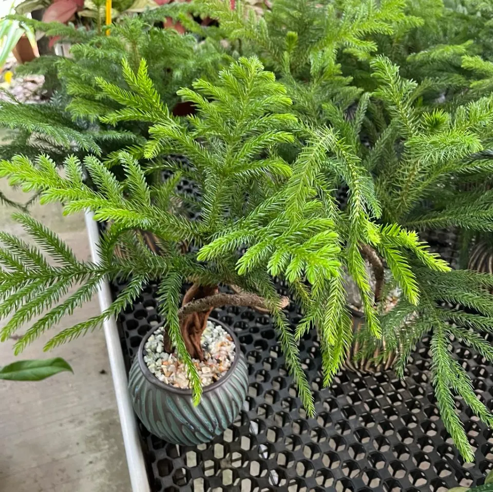 Norfolk Island Pine, Araucaria heterophylla Bonsai (0.3m) | Lazada Singapore