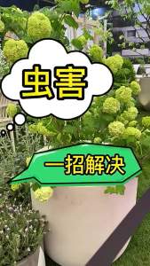 蓝瓶多肉园艺防虫片糖化硼肥片非农小黑飞绿植花卉盆栽驱虫片
