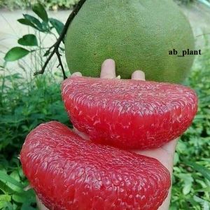 Jeruk red pamelo super cepat berbuah jumbo
