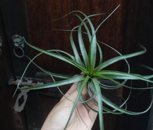 Tillandsia Brachy silver form / Air Plant