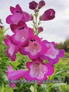 ขายส่งดอกเบลล์ฟลาวเวอร์สำหรับตกแต่งสวน ดอกเบลล์ฟลาวเวอร์สำหรับตกแต่งสวน ดอกไม้สำหรับเตียงดอกไม้