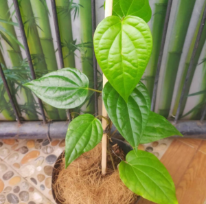 Pohon Sirih Merah / Tanaman Sirih Merah Asli / Bibit Sirih Merah