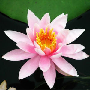 Siap Potong Biji Benih Teratai Bunga Teratai Open Sided 20 Types Lotus Seeds Water Lily Garden Plant Flower Seed Aquatic Plant Teratai 5pcs 睡莲种子碗莲种子莲花种子芙蓉种子