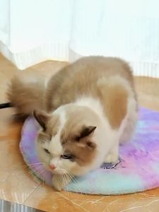 Pet heating pad electric blanket waterproof for dogs and cats warming pad for winter adjustable temperature with digital display dog bed.