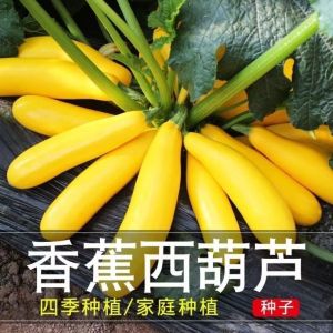 Four Seasons Giant Pumpkin Extra Large Lazy Pumpkin Ornamental Garden Edible Pumpkin Vegetable