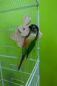 คอนเกาะไม้ติดกรง ของเล่นนกแก้ว ไม้สนธรรมชาติ รูปสัตว์ นกเกาะออกกำลังกาย เหมาะสำหรับซันคอนัวร์ กรีนชีค เลิฟเบิร์ด