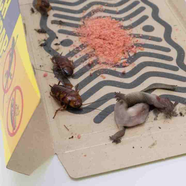 [Bundle Sales] [ New Packaging] ONS Lizard And Cockroach Trap/Lizard