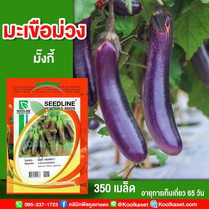 10 อันดับเมล็ดพันธุ์มะเขือยอดนิยม ปลูกง่าย โตไว ได้ผลผลิตดี อัปเดตปี 2026