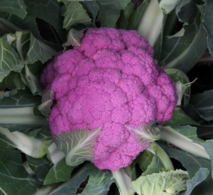 Nguyên gói 200 hạt giống súp lơ tím bông cải tím Violet F1 Đài Loan_ Nảy 99% Hoang My food and beauty