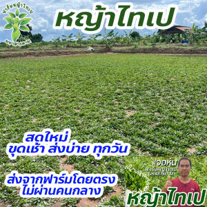 หญ้าไทเป พื้นที่ปลูก 2 ตารางเมตร ได้หญ้าหนัก 1 กิโลกรัม ถอนเช้า ส่งบ่ายทุกวัน ปลูกแล้วไม่ได้ตัดอีกต่อไป