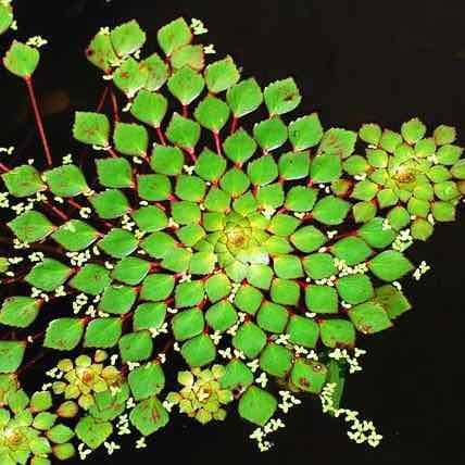 c%C3%A2y%20%E1%BA%A4u%20th%C3%A1i%20thu%E1%BB%B7%20sinh%20-%201%20nh%C3%A1nh%20%E1%BA%A5u%20th%C3%A1i%20thu%E1%BB%B7%20sinh%20-%20authai%20-%20Image%202