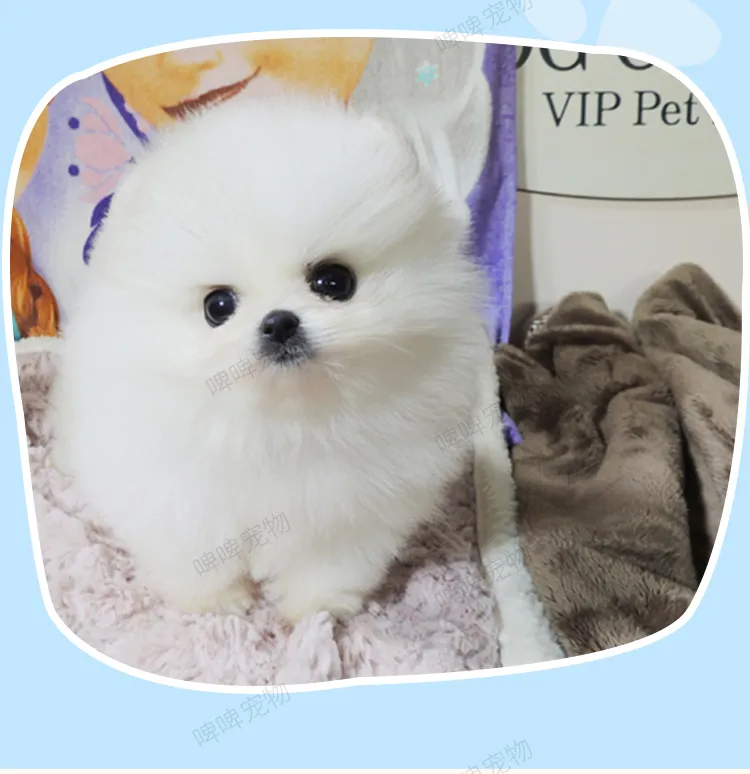 Purebred tea cup dog Pomeranian pet dog small dog white puppy live