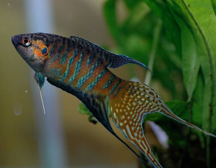 LIVE FISH/PARADISE FISH/AQUARIUM NEEDS/ORNAMENTAL FISH Aquarium