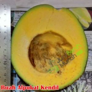 Bibit alpukat kendil super unggul BERLIAN BIBIT UNGGUL