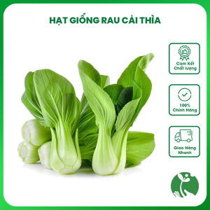 Hạt giống rau Cải thìa (Cải chíp) ngọt lá xanh - Gói 20gr - Trồng quanh năm