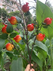 ẢNH THẬT Cành lựu  loại size to 6cm 3 nhánh  8 quả  màu đỏ cam tông sáng trang trí nhà cửa phòng cắm bình hoa lễ tết