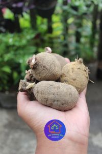 COD Paket umbi bunga dahlia jumbo siap tanam warna random tanaman hias oudoor berbunga cantik