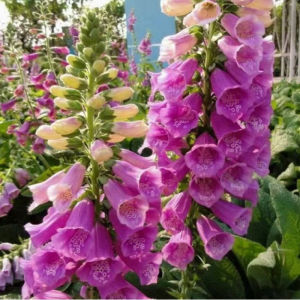 ขายส่งดอกเบลล์ฟลาวเวอร์สำหรับตกแต่งสวน ดอกเบลล์ฟลาวเวอร์สำหรับตกแต่งสวน ดอกไม้สำหรับเตียงดอกไม้