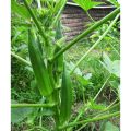 Bayar Di Tempat - 5 Biji / Benih / bibit OKRA HIJAU - Seed buah - bibit sayur mudah tumbuh - RANITASHOP GROSIR. 