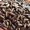 Chuối hột rừng Tây Bắc chín ngâm rượu loại 1, phơi khô từ chuối hột, hạt rừng tươi, quả chín cây tự nhiên, bóc vỏ phơi nắng. 