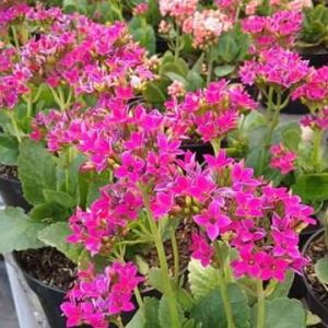 Tanaman Hias Kalanchoe CALANDIVA COCOR BEBEK BEBAS PILIH