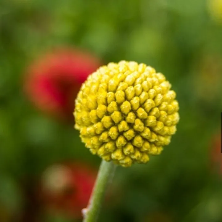 G%C3%B3i%2020%20%20h%E1%BA%A1t%20gi%E1%BB%91ng%20hoa%20C%C3%BAc%20N%C3%BAt%20%C3%81o%20V%C3%A0ng%20-%20Image%205