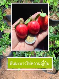 ต้นมะม่วงหาวมะนาวโห่ญี่ปุ่น รสชาติหวานไม่ฝาด ผลใหญ่มาก เนื้อเเดงสด อมชมพู สายพันธุ์แท้100% มีประกันสินค้าเสียหาย