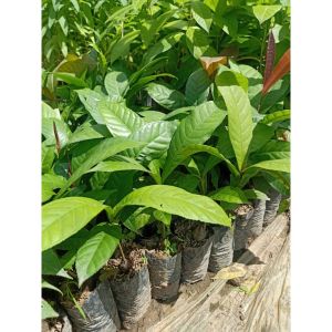 ต้นจิกเศรษฐี  เป็นต้นไม้ป่าในเขตร้อนชื้น เป็นหนึ่งในไม้วงศ์จิก ที่มีหลายชนิดพันธุ์มาก