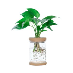 Creative Hydroponic Vase Green Flowers Water Plant Pot Transparent Plastic Cork Bottle Tabletop Cylinder Plastic Utensil