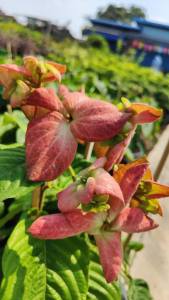 ดอนญ่าชมพู แข็งแรงและรากเต็มกระถางขนาด กระถาง 11 นิ้ว (กทม)