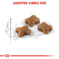 Royal Canin Kitten (10kg) Dry Cat Food - Feline Health Nutrition. 