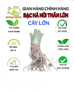 cây bạc hà núi thân lùn  cây lớn trồng cảnh
