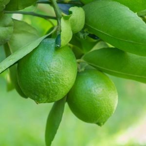 Bibit Jeruk Nipis Super Unggul